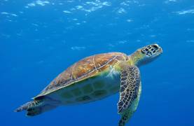 Blue Marine Foundation