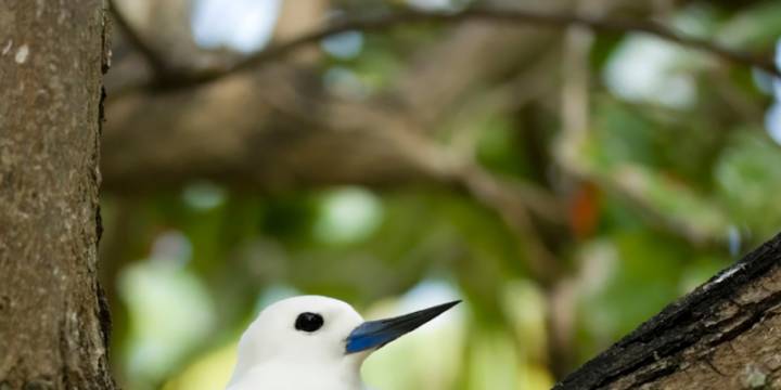 Seychelles Sailing Itinerary