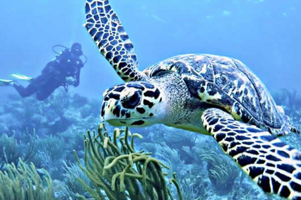 moorings-dive-blog-1